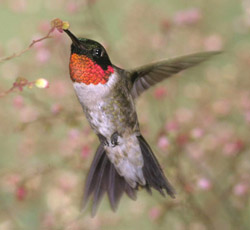 Ruby-throated hummingbird